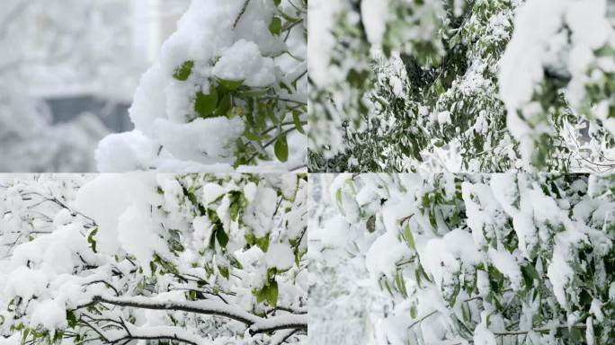 南方暴雪雪天树上积雪下雪冬天寒冷
