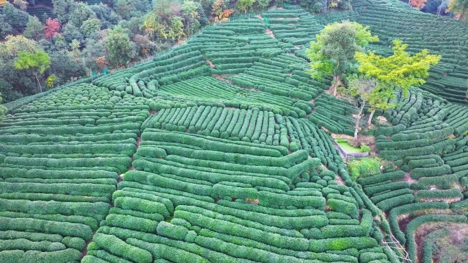 唯美杭州西湖龙井茶文化景区航拍茶园地茶叶