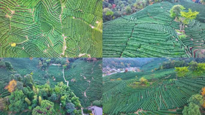 唯美杭州西湖龙井茶文化景区航拍茶园地茶叶