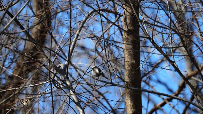 喜鹊 小鸟吃果实 慢动作 冬季