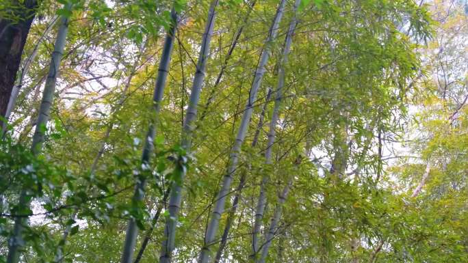 杭州植物园树林竹林特写视频素材