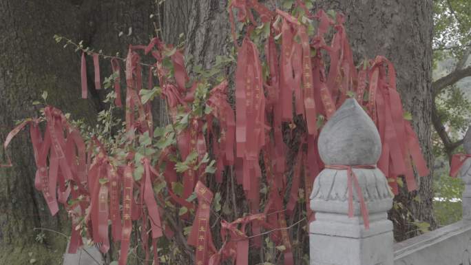 文殊寺 鲁山 古刹 千年银杏 美景 古树