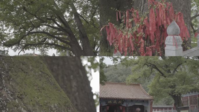 文殊寺 鲁山 古刹 千年银杏 美景 古树