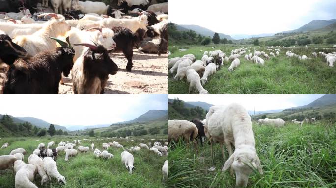 农村山区的山羊绵羊