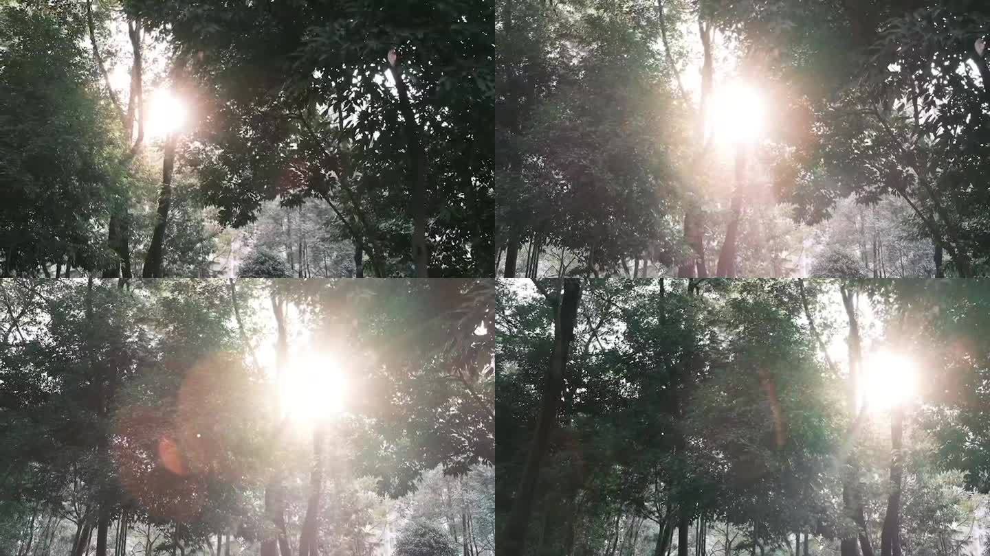 高清4k光晕公园树林森林光圈上空阳光夏日