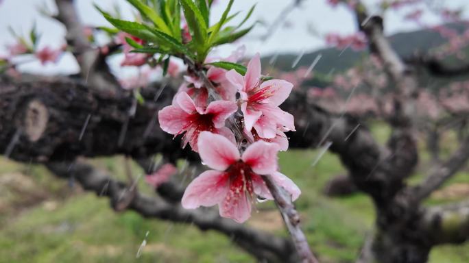 桃花雨露