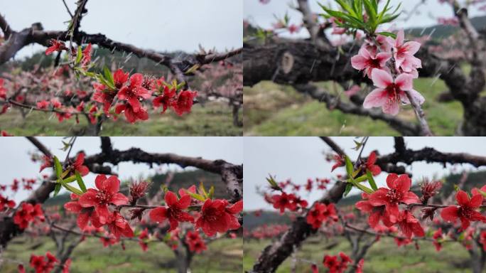 桃花雨露