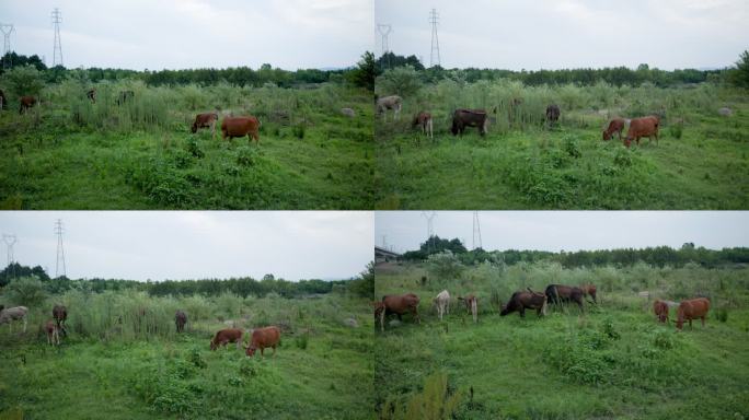 铁塔下的黄牛在草原上吃草