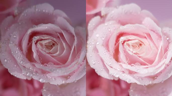 粉色玫瑰扫光水珠高清