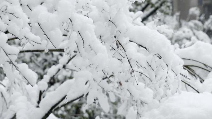 南方暴雪雪天树上积雪下雪冬天寒冷2