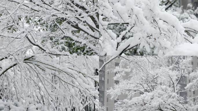 南方暴雪雪天树上积雪下雪冬天寒冷2