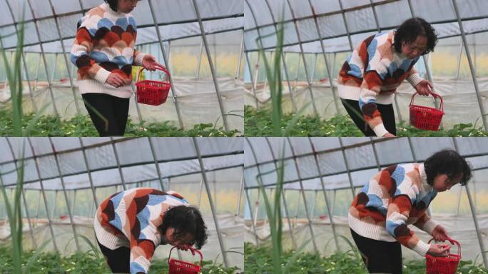 重庆南川：采摘“莓”好春光