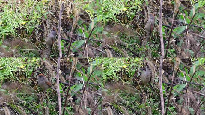 棕头鸦雀草丛中觅食