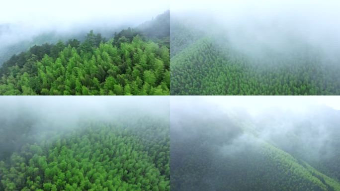 航拍云雾缭绕的竹林