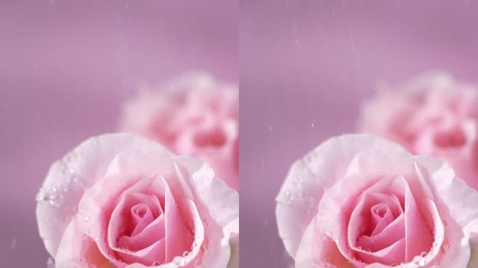 玫瑰撒水水珠粉色高清