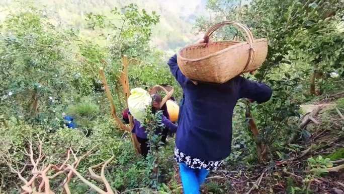 油茶基地油茶果航拍 茶油采摘