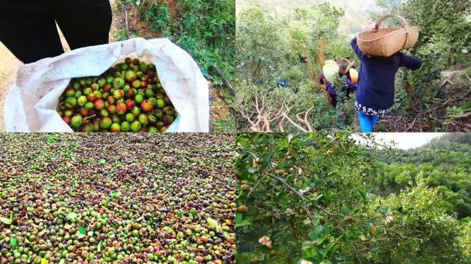 油茶基地油茶果航拍 茶油采摘