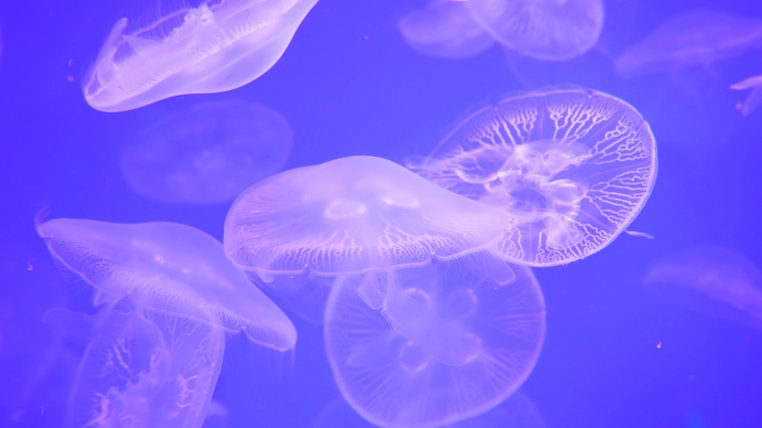 【4k】 海底海洋生物水母