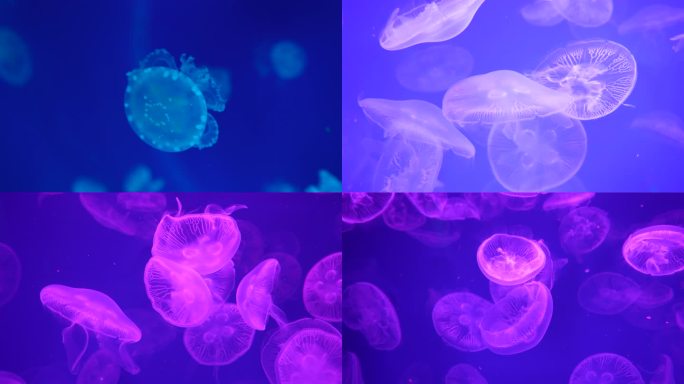 【4k】 海底海洋生物水母