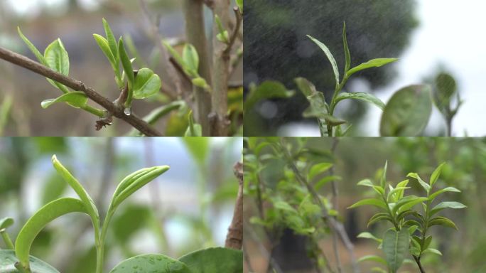 茶叶特写 茶芽 茶尖 春茶  茶