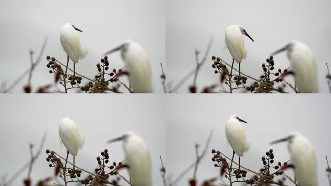 实拍白鹭鸟在枝头展示实力占据最佳求偶点