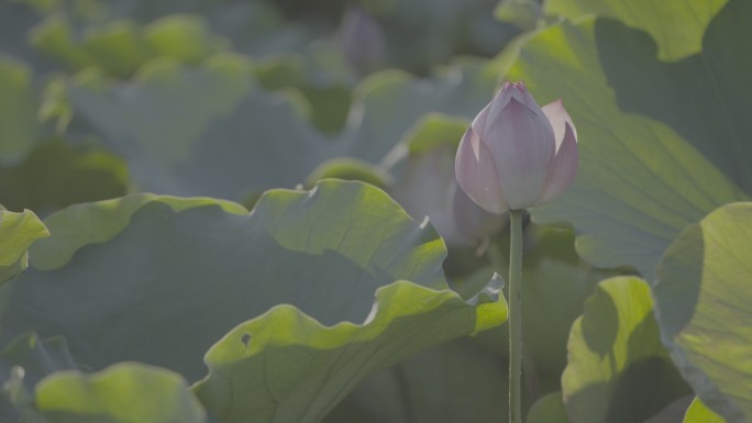 信宜北逻荷花