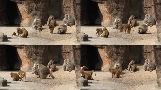 在上海动物园生活的一群阿拉伯狒狒