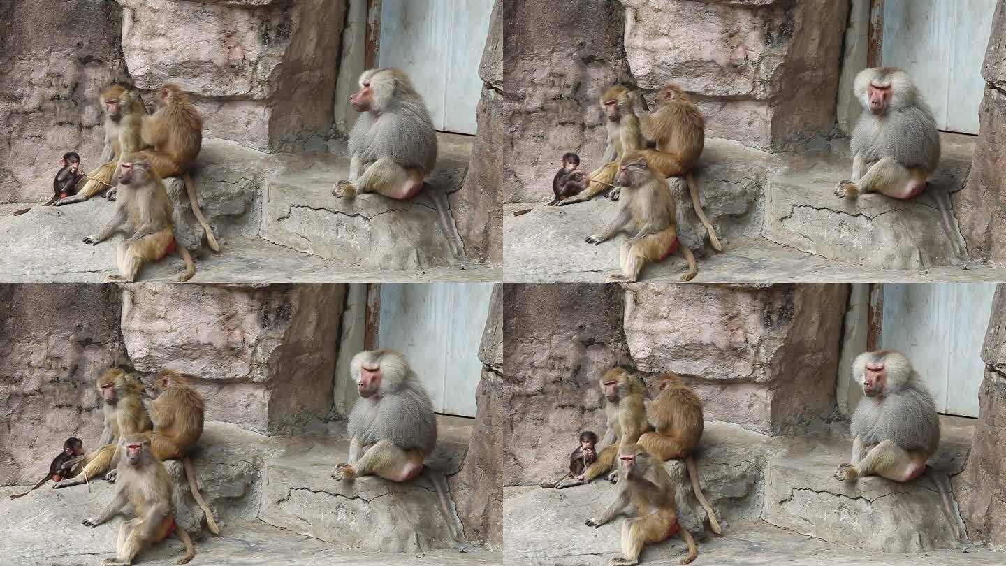 在上海动物园生活的一群阿拉伯狒狒