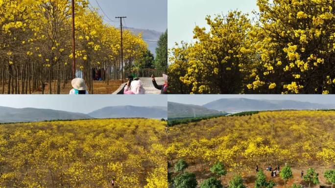 黄花黄风铃花风铃木林2