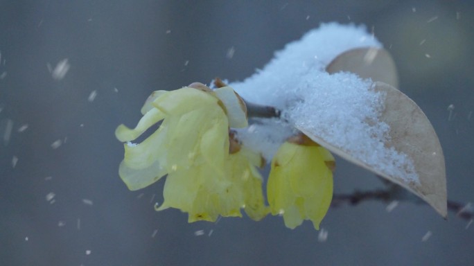 雪中腊梅