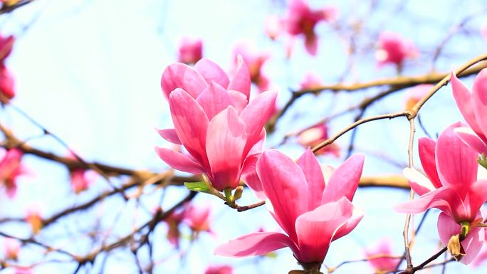 春天鲜花盛开百花开《合集》