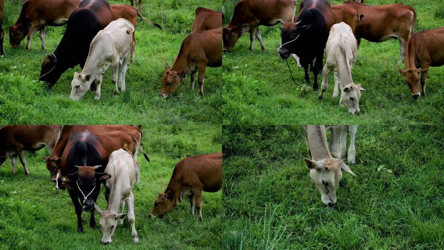 黄牛，小白牛一起吃草