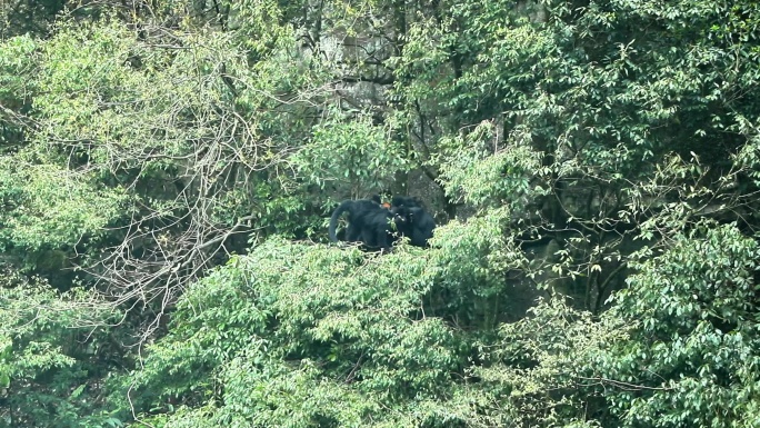 重庆南川：金佛山黑叶猴“家”大了