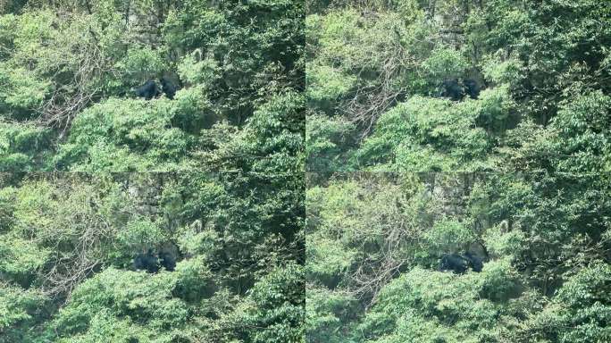 重庆南川：金佛山黑叶猴“家”大了