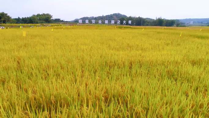 中国人的饭碗主要装中国粮 黄金水稻田