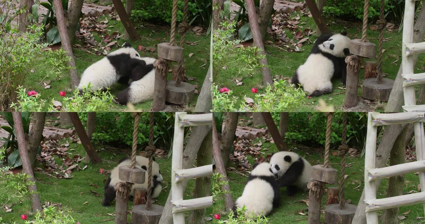 可爱的两只大熊猫幼崽在一起玩耍打架