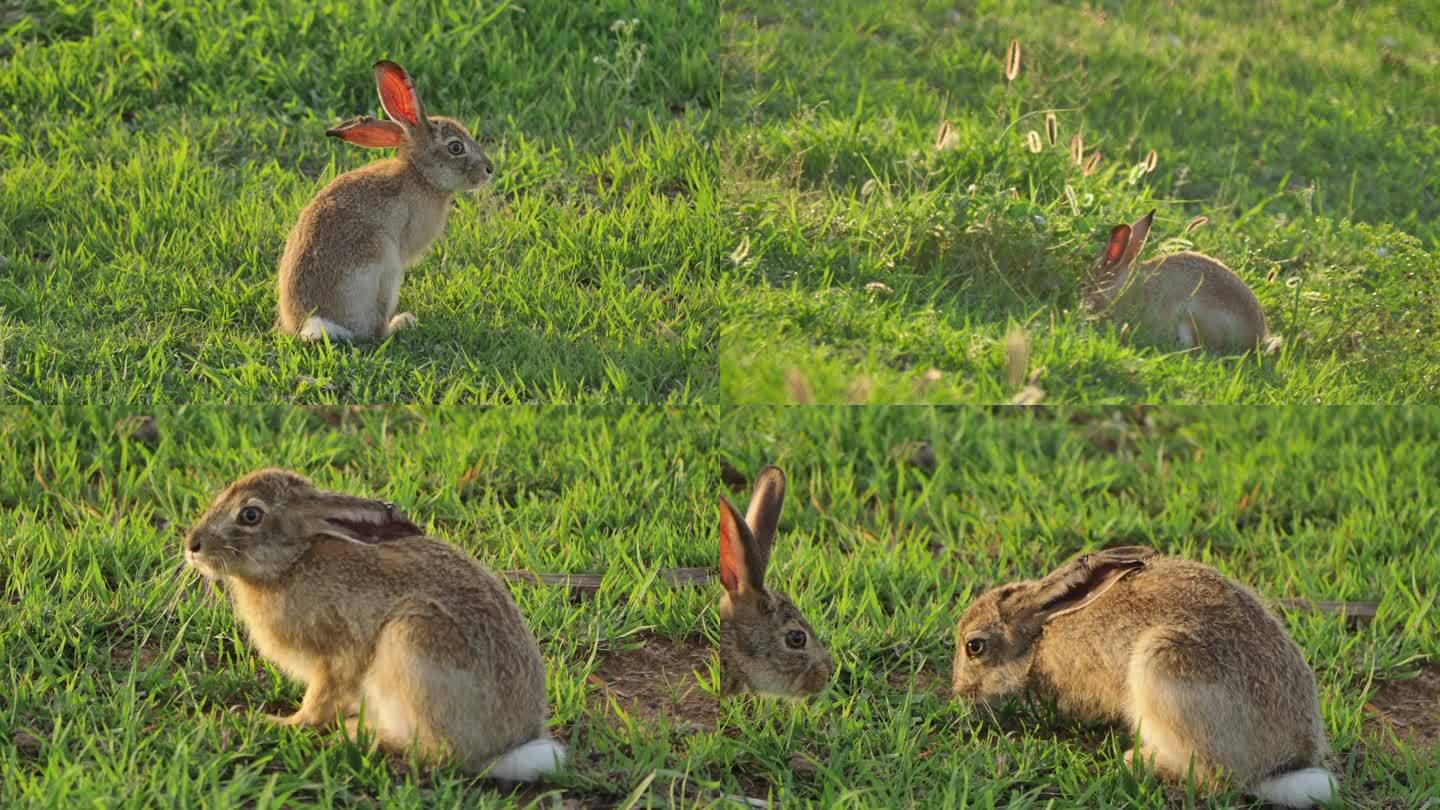 兔子 野兔 草地