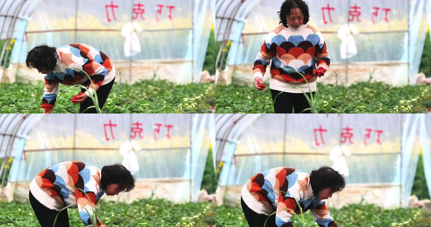 重庆南川：采摘“莓”好春光