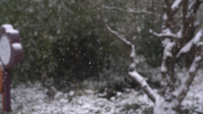 冬天下雪雪景小雪中雪大雪雪花飘落舞台背景