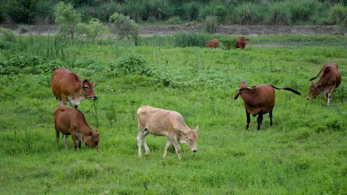 黄牛群吃草玩耍奔跑