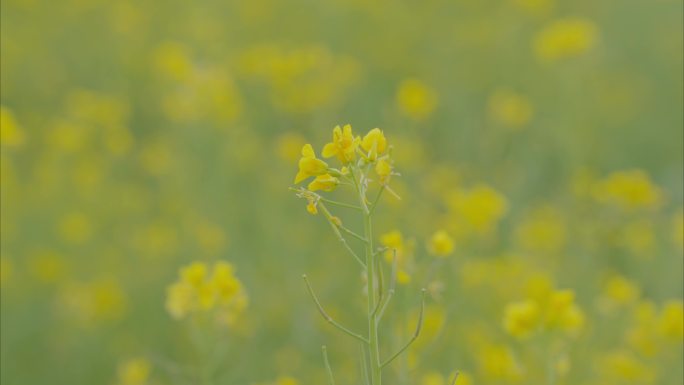 油菜花 列车驶过油菜田