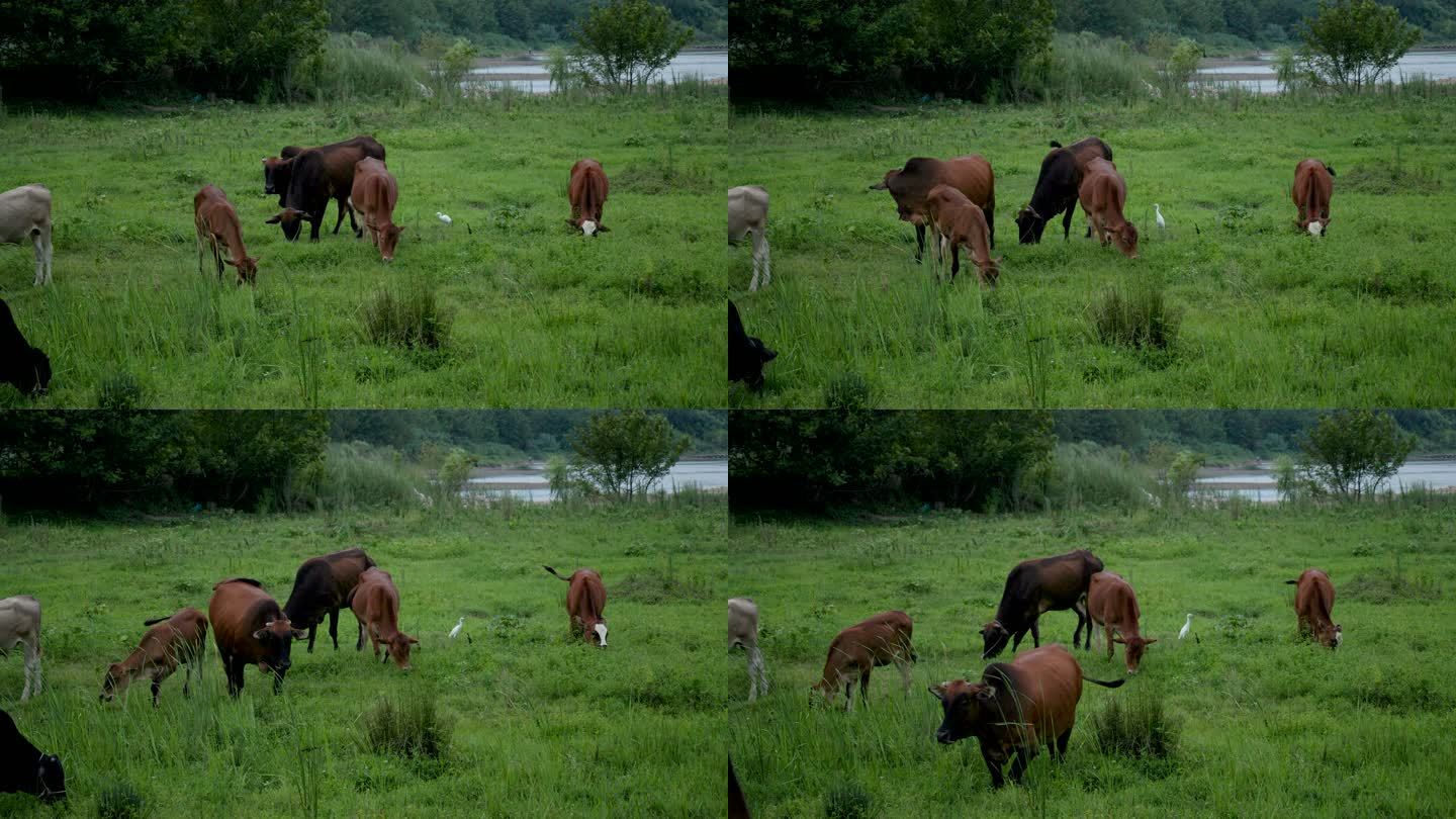 草原下的黄牛群吃草和白鹭飞舞