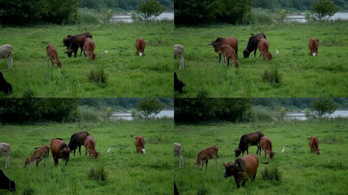 草原下的黄牛群吃草和白鹭飞舞