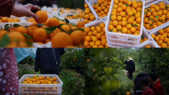 乡村振兴 橘子丰收 农民摘橘子