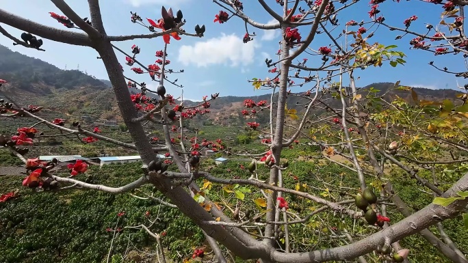 攀枝花木棉花开花视频素材素材