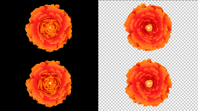 牡丹花动态循环视频元素牡丹花带透明通道