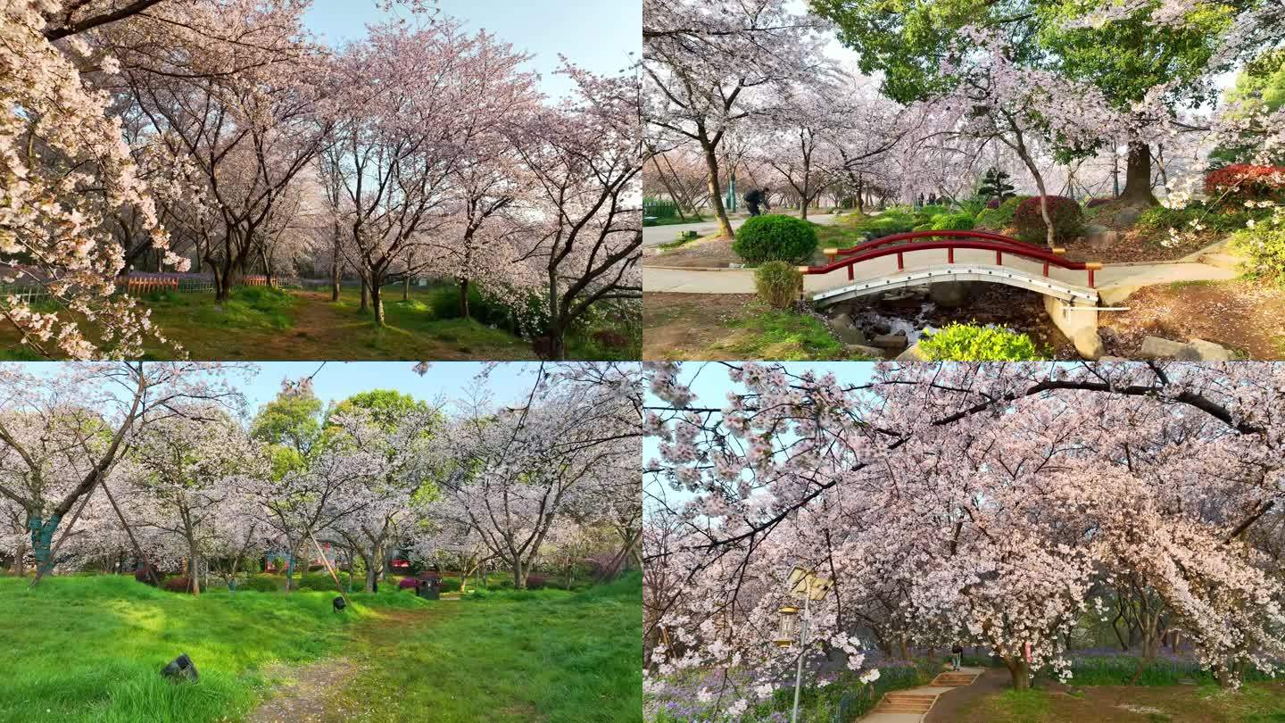 在樱花树下漫步
