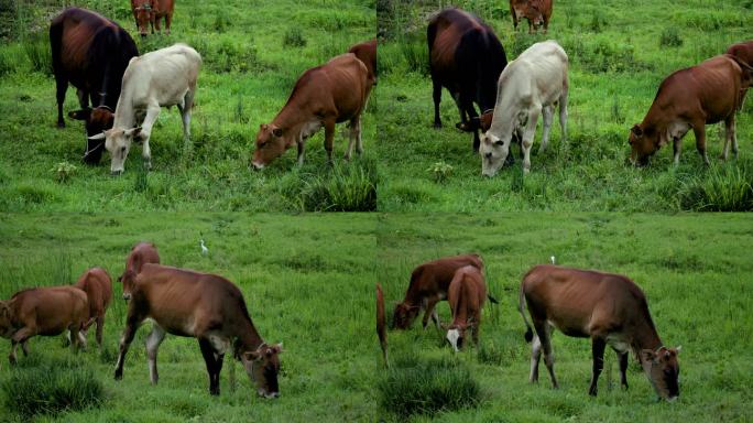 农村家养牛群草丛里吃草