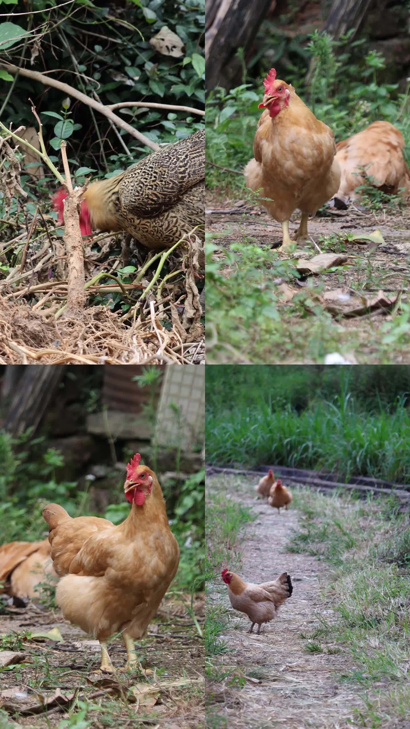 【4k60】鸡 农家散养走地鸡奔跑特写