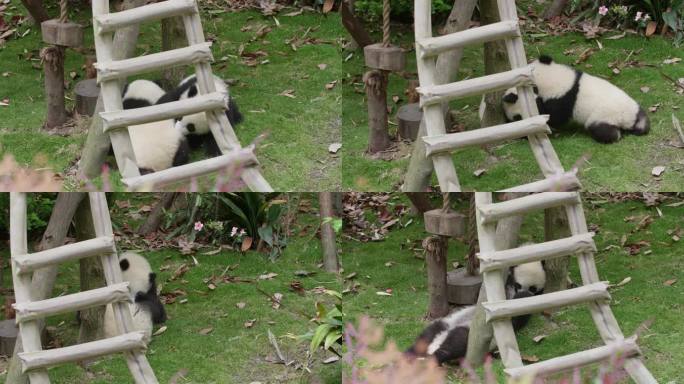 可爱顽皮的大熊猫幼崽一起玩耍嬉戏打闹追逐